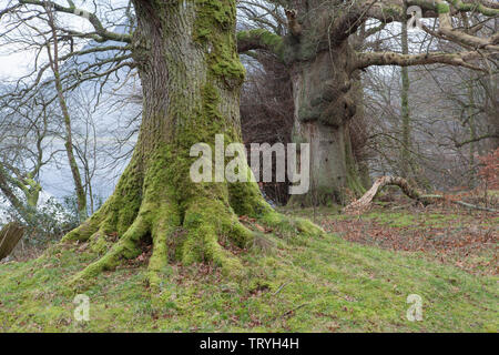 Mossy tree trunks by Loweswater, a lake in the Lake District, England