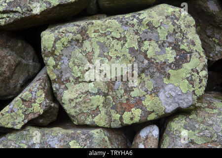 Lichens growing on a drystone wall in the Lake District, England Stock Photo