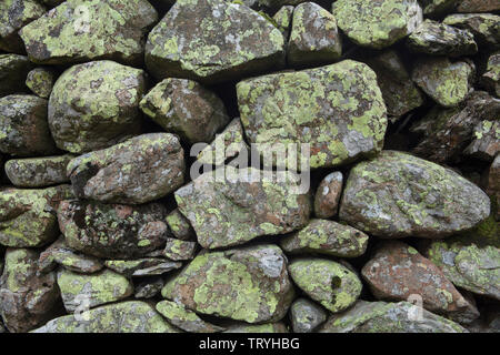 Lichens growing on a drystone wall in the Lake District, England Stock Photo