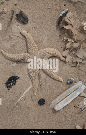 Starfish and sea shells washed up on the sandy beach at Titchwell on the Norfolk coast of England Stock Photo