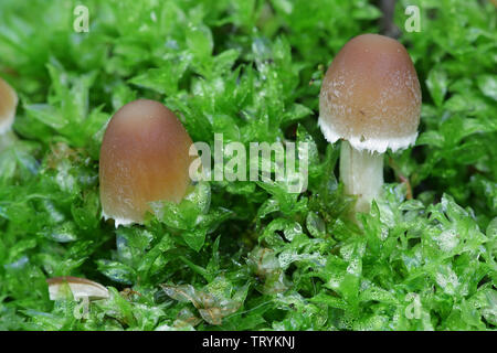 Psathyrella candolleana, known as pale brittlestem mushroom or common psathyrella, young specimens growing wild in Finland Stock Photo