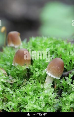 Psathyrella candolleana, known as pale brittlestem mushroom or common psathyrella, young specimens growing wild in Finland Stock Photo