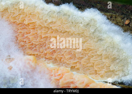 Warped orange crust fungus, Leucogyrophana mollusca Stock Photo