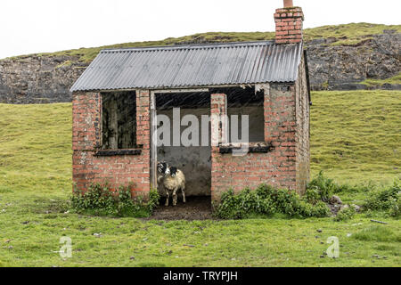 Teesdale, County Durham, UK.  13th June 2019. UK Weather.  We are not going out in that. Sheep look out of their shelter as heavy rain sweeps past the door. Credit: David Forster/Alamy Live News Stock Photo