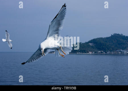 Flying seagulls above the calm blue sea Stock Photo