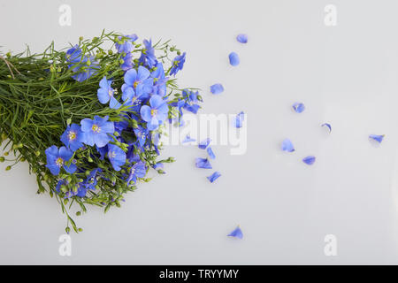 Bouquet of blue Flax flowers isolated on white background. Bouquet of blue Flax flowers isolated on white background. Stock Photo
