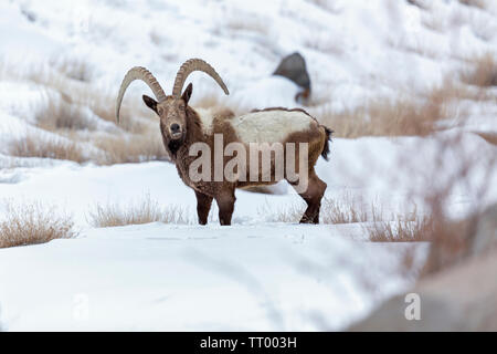 Himalayan Ibex or Capra sibirica hemalayanus in Ladakh Himalaya India during winter months Stock Photo