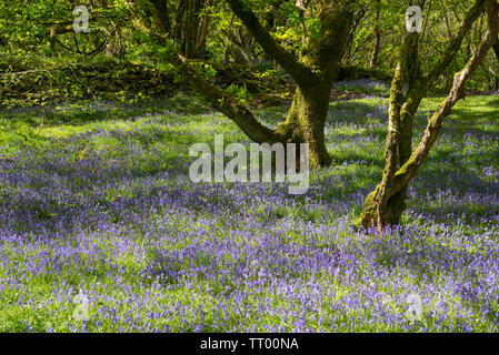 Spring at Ty Canol nature reserve near Newport in Pembrokeshire, West Wales. Stock Photo