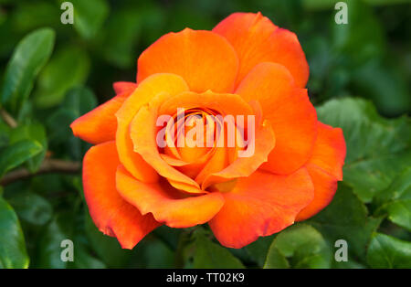 Closeup of a single orange rose flower in full bloom, with greenery behind. Stock Photo