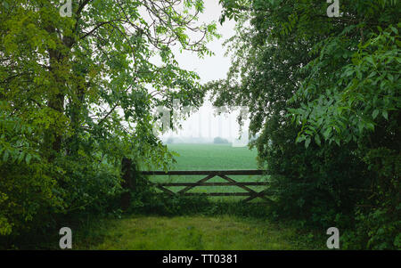 Wheat field on foggy morning as viewed from closed farm gate flanked by tall trees with green leaves in summer, Beverley, Yorkshire, UK. Stock Photo