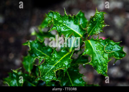 A small holly bush seen with water droplets after the rain. Stock Photo