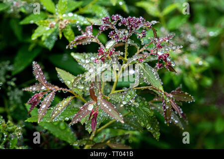 Water droplets seen on plant after heavy rain. Stock Photo
