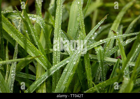 Rain drops seen on long leafed plant after the rain. Stock Photo