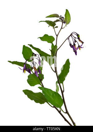 Annual foliage and purple flowers of Solanum dulcamara, woody nightshade, a toxic herbaceous perennial scrambler on a white background Stock Photo