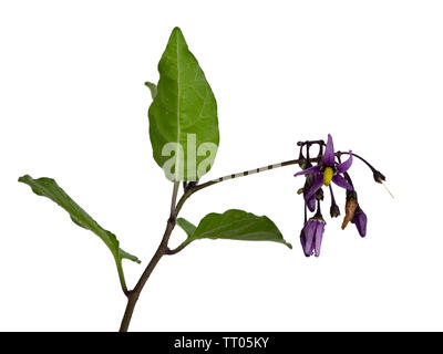 Annual foliage and purple flowers of Solanum dulcamara, woody nightshade, a toxic herbaceous perennial scrambler on a white background Stock Photo