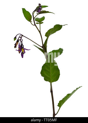 Annual foliage and purple flowers of Solanum dulcamara, woody nightshade, a toxic herbaceous perennial scrambler on a white background Stock Photo