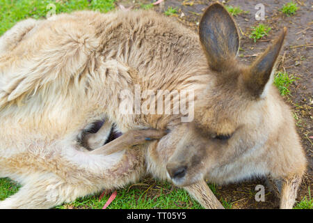 closeup of baby joey Eastern Grey kangaroo legs coming out of mother's pouch Stock Photo