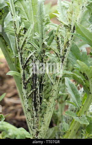 Black bean aphid, Aphis fabae, on globe artichoke leaf pest  infestation various stages and alates, Berkshire, June Stock Photo