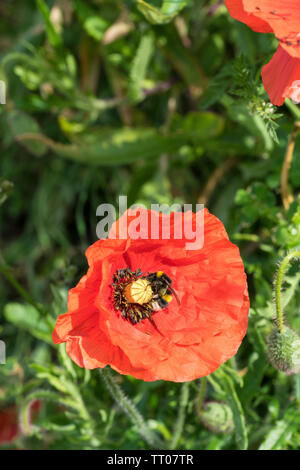 White tailed bumble bee collecting pollen from poppy Stock Photo