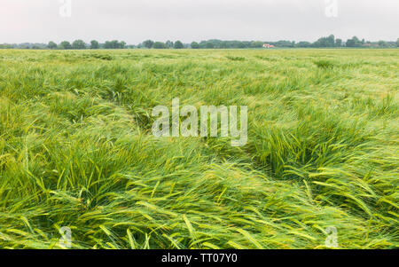 Wheat field and damage following strong winds and heavy rainfall on misty morning in summer, Beverley, Yorkshire, UK. Stock Photo