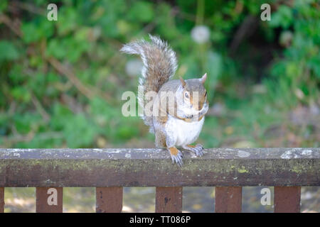 Cute and somewhat overweight little Eastern Grey Squirrel (Sciurus carolinensis) balancing on the back of an old wooden garden seat Stock Photo