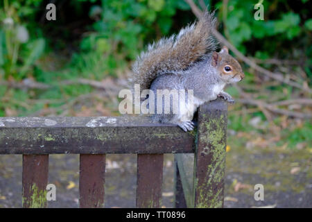 Cute and somewhat overweight little Eastern Grey Squirrel (Sciurus carolinensis) balancing on the back of an old wooden garden seat Stock Photo