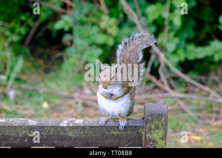 Cute and somewhat overweight little Eastern Grey Squirrel (Sciurus carolinensis) balancing on the back of an old wooden garden seat Stock Photo