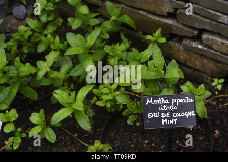 Eau de Cologne Mint - mentha piperita variety. Peppermint (Mentha piperita) is a popular herb that can be used in numerous forms (ie, oil, leaf, leaf Stock Photo