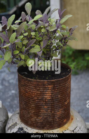 Salvia officinalis (sage, also called garden sage, common sage, or culinary sage) is a perennial, evergreen subshrub, with woody stems, grayish leaves Stock Photo