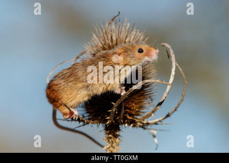 The Field or Wood Mouse (Apodemus sylvaticus)