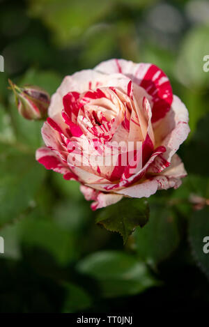 Scentimental Floribunda Rose Close Up Stock Photo