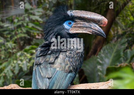 Black-casqued hornbill / black-casqued wattled hornbill (Ceratogymna atrata) male perched in tree, native to Africa