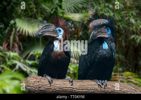 Black-casqued hornbill / black-casqued wattled hornbill (Ceratogymna atrata) male and female pair perched in tree, native to Africa