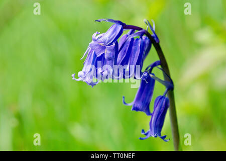 Bluebell or Wild Hyacinth (endymion non-scriptus, also hyacinthoides non-scripta), close up of a single plant with low depth of field. Stock Photo