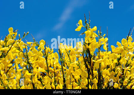 Broom (cytisus scoparius), close up of the bright yellow flowers of the shrub against a blue sky. Stock Photo