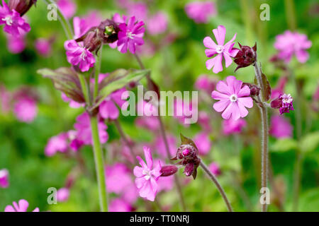 Red Campion (silene dioica), close up of a single flowering plant out of many. Stock Photo