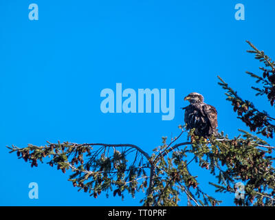 young eagle perched on top of pine looking around against bright blue sky Stock Photo