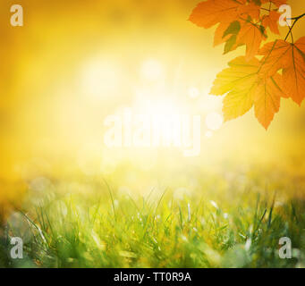 Autumn background. Yellow leaf in autumn park on a blurred background. Stock Photo