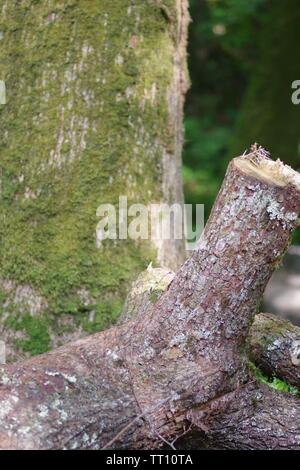 Cut Branch by a  Mossy Tree Stump. Holne Woods. Dartmoor National Park, Devon, UK. Stock Photo