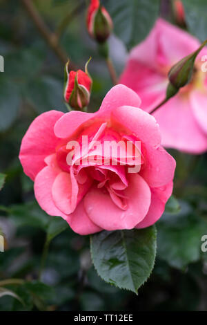 Close up of pink rose Rosa Fascination Poulmax flowering in an English garden, England, UK Stock Photo