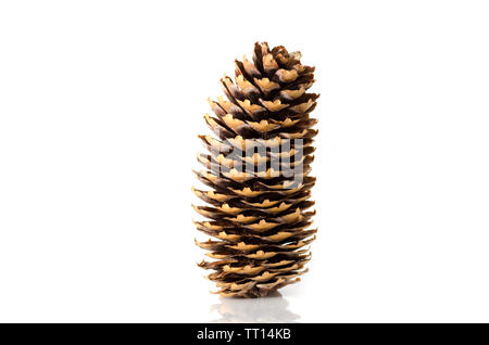 Pine cone on white background.Isolated object close-up. Stock Photo