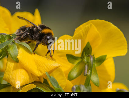 Bumblebee, White Tailed Bumblebee, Bee on a yellow flower in the sunshine on a yellow flower Stock Photo