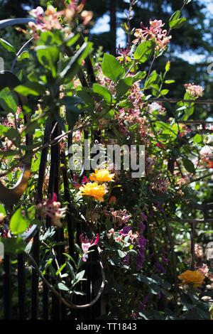 A cluster of different plants growing on a gate in a garden. Stock Photo