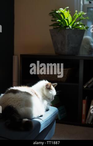 A cat asleep in a spot of sun on a couch. Stock Photo