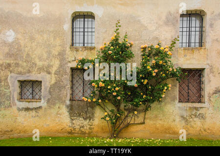 Orange roses growing against an historic building in north east Italy Stock Photo