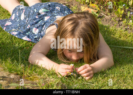 three year old young girl laying on grass, picking flowers, daisies, concentrating, in garden. Stock Photo