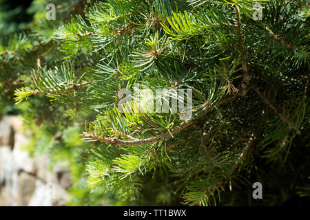 Dwarf Globe Scots Pine Pinus sylvestris Globosa Nana evergreen shrub. Green needles with drops of rain. Macro Stock Photo