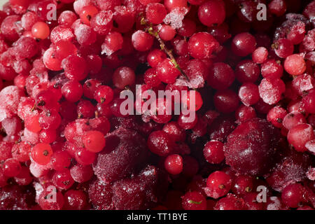 the red frozen berries. Cherry covered with ice Stock Photo