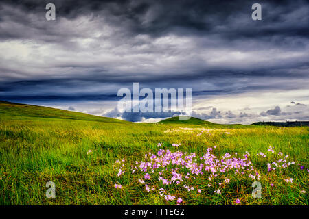 Nature landscape of purple wildflowers in a grassy green field under a dark ominous sky full of clouds. Stock Photo