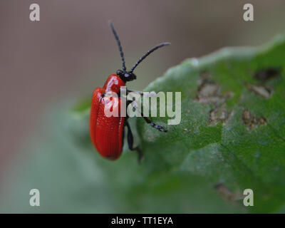 Scarlet lily leaf beetle {Lilioceris lilii} feeding on leaf Stock Photo